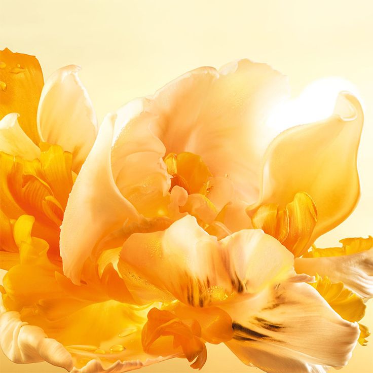 Bougie Rêve de Satin – Ylang-Ylang & Fleur de Coton – élégance parfumée